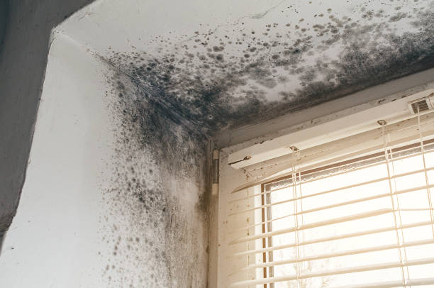 Affordable Mold Cleanup solutions in Marsteller, PA